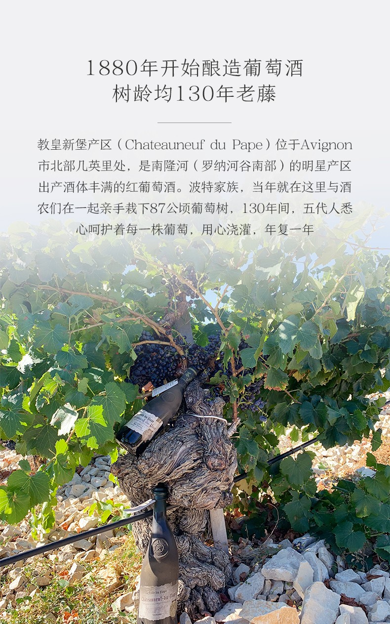 百年老樹(shù)